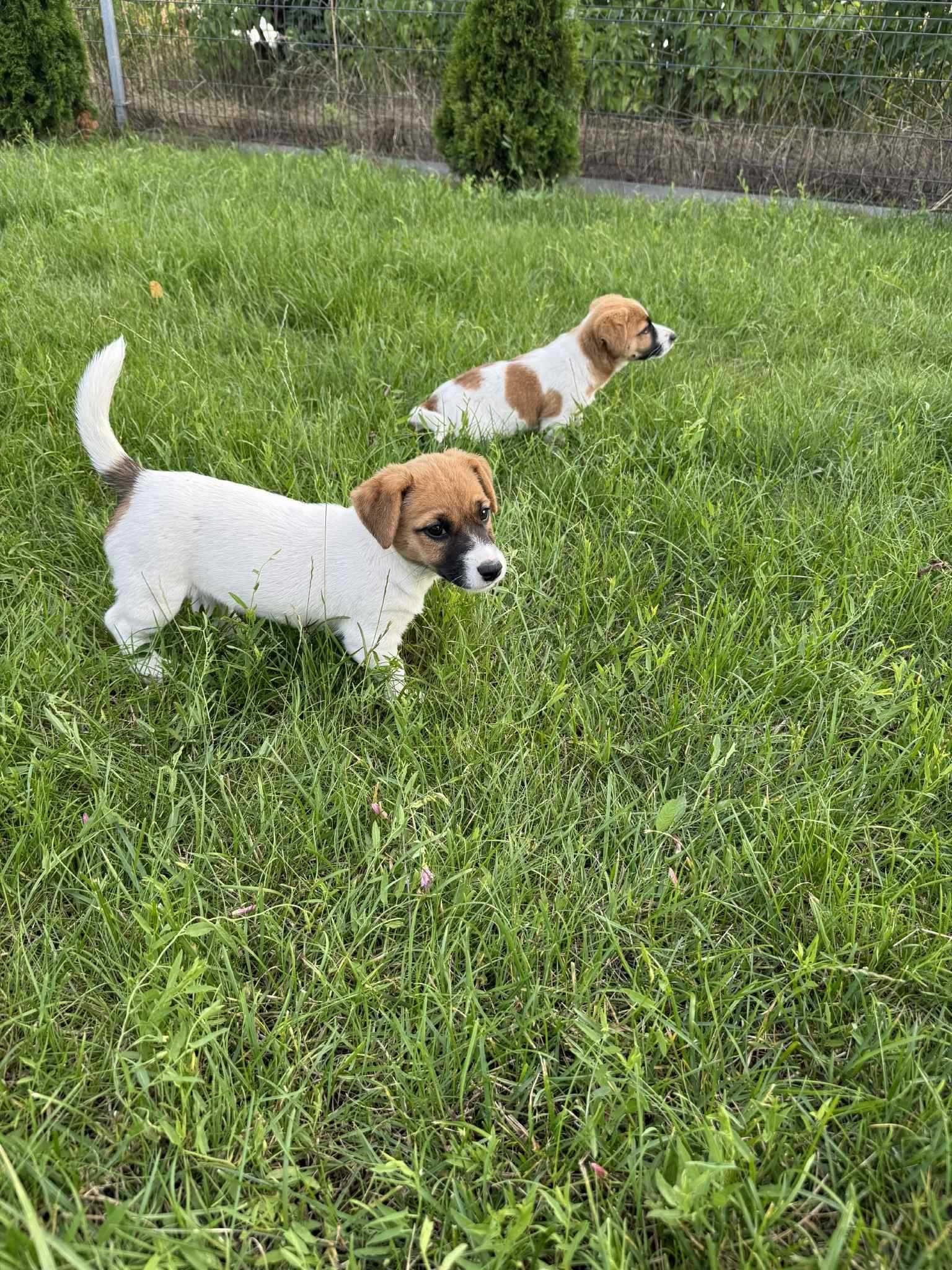 Jack Russell Terrier