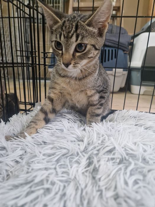 8msc kocurek szuka domku