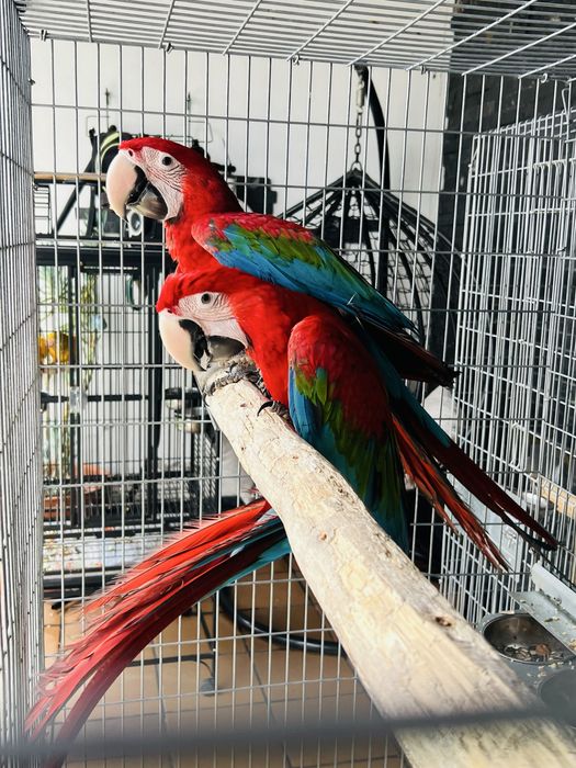 Araras Chloroptera e Macau