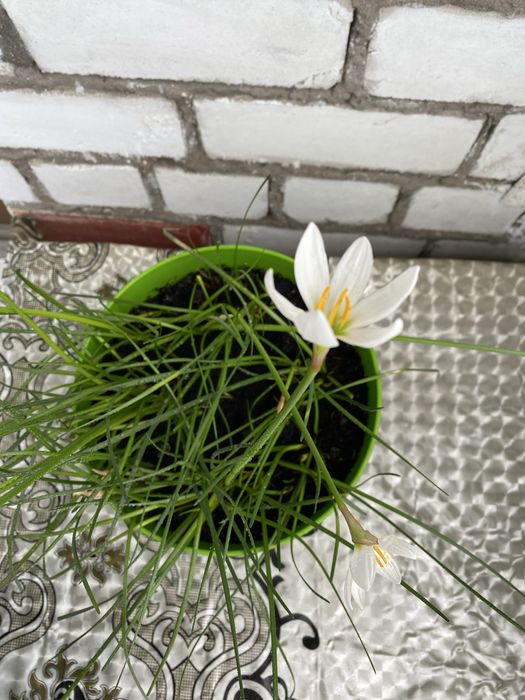 Продам комнатный цветок Зефирантес (комнатный нарцисс)