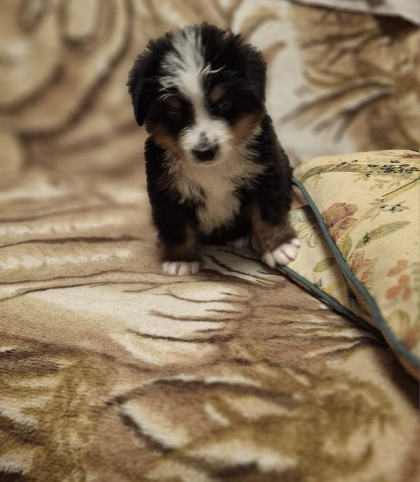 Бернский Зеннехундер.Девочка.