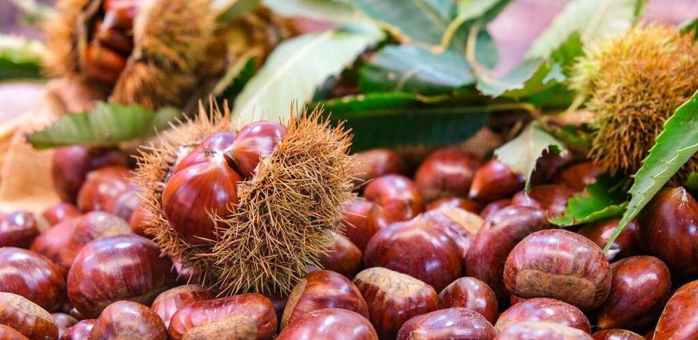 CASTANHAS 100% Biológica