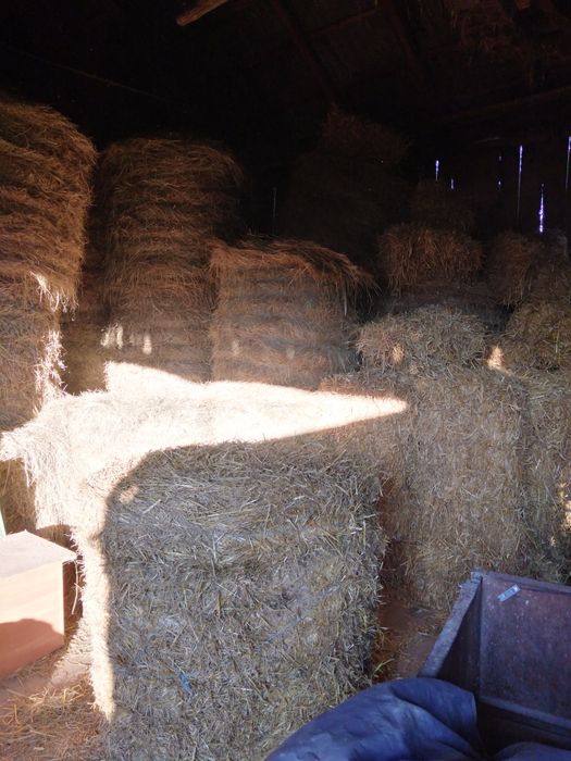 Słoma belowana tegoroczna