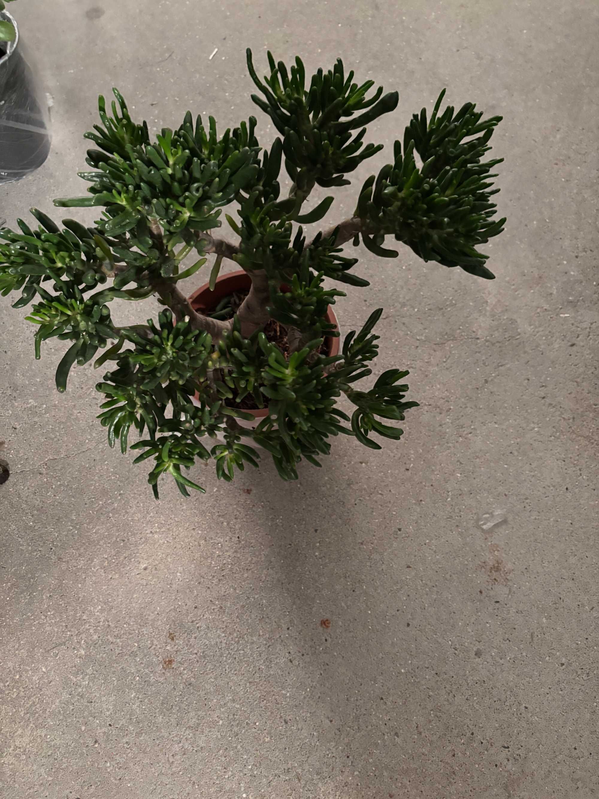 Plantas  variadas