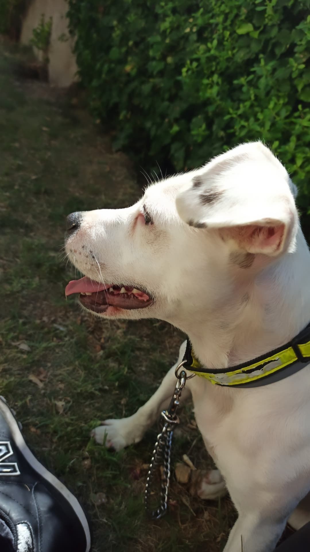 Cadela para adoção