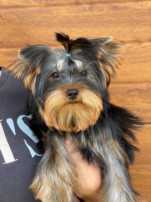 Йоркширський терʼєр