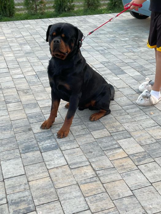 Szczeniak suczka rasy Rottweiler