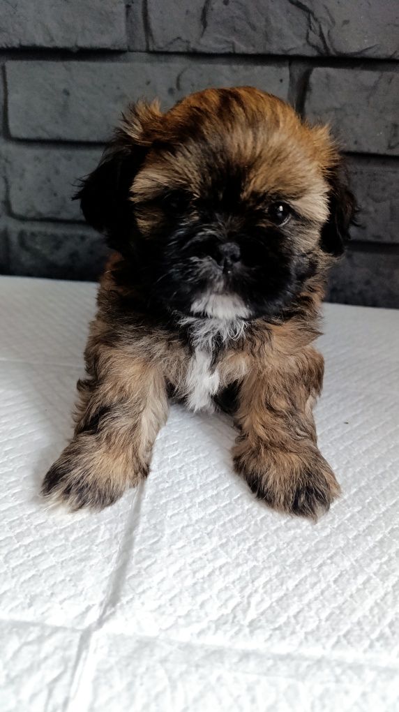 Shih tzu z genem czekoladowym.Juz do odbioru.