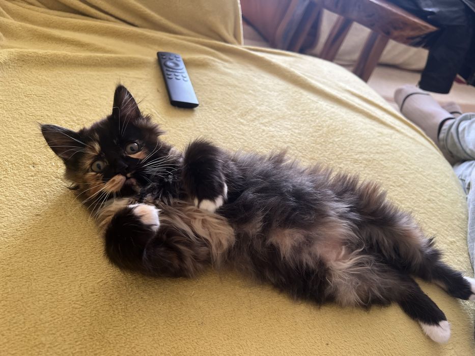 Курильський бобтейл