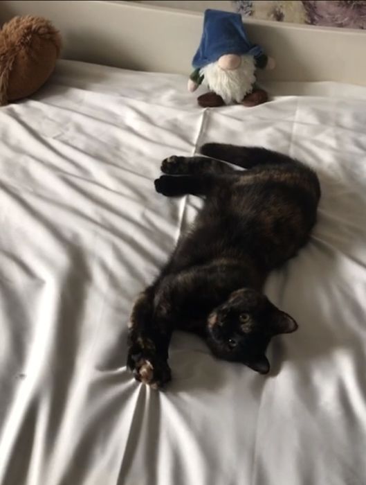 Кошка котенок котята