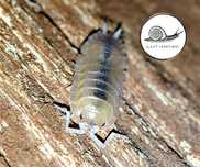 Porcellio beaticensis "Orange" i "Violet" 10 szt isopody ekipa