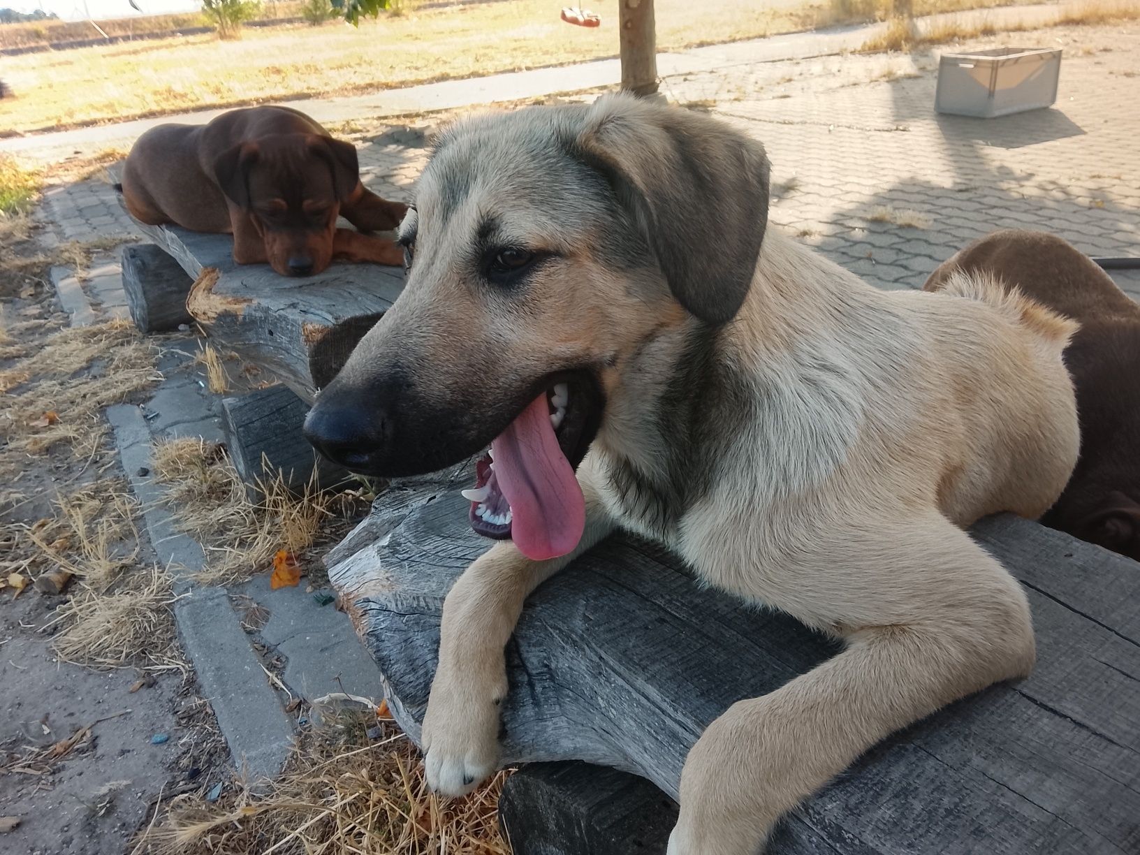 Cão para adopção