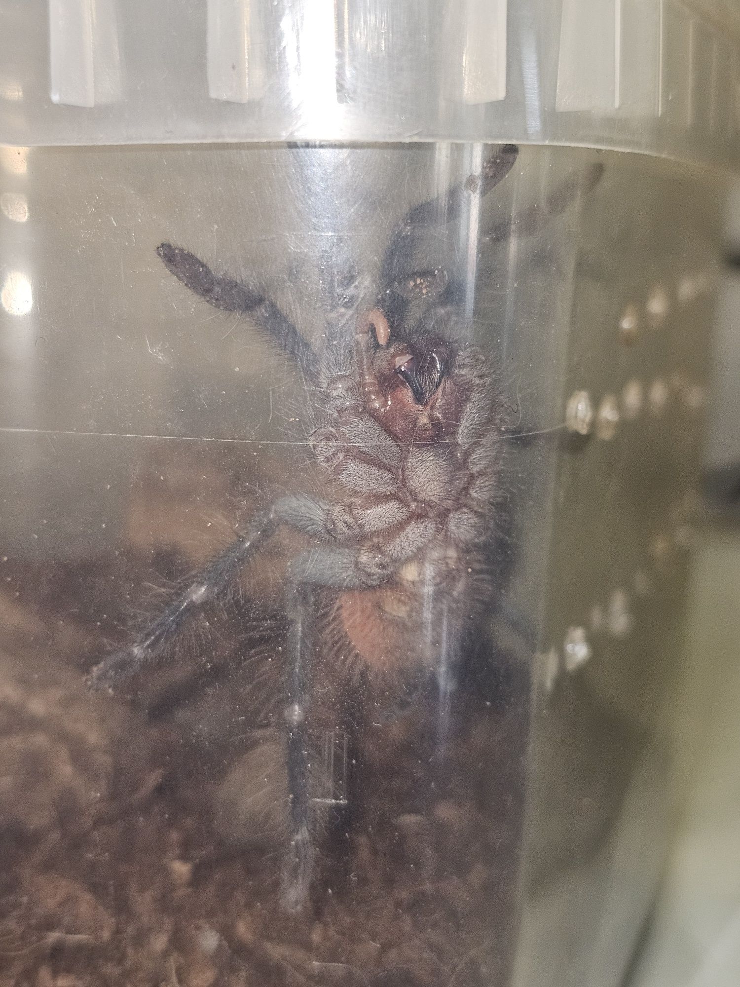 Pamphobeteus sp magnanegra L3