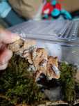 Sprzedam Izopody/Prosionki Porcellionides pruinosus ‘Oreo Crumble’