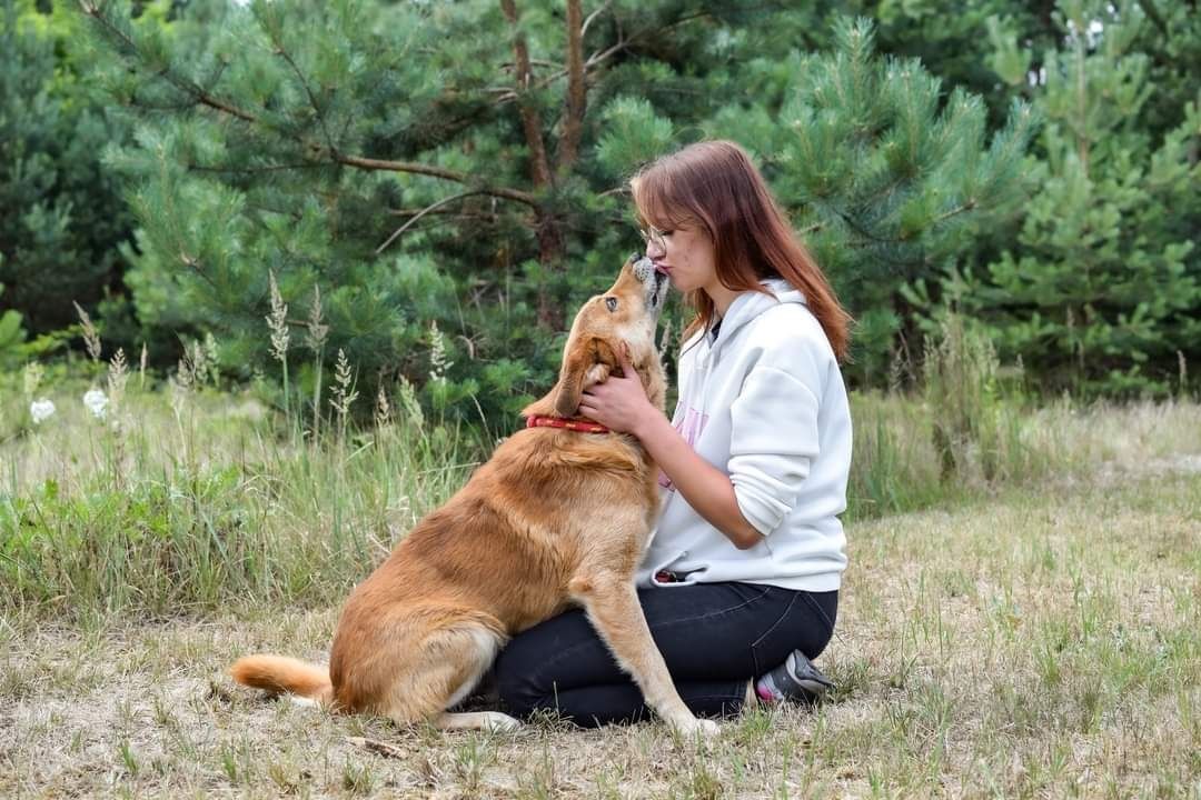 Piesek w typie labradora szuka domu! Adoptuj!