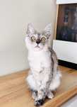 Kotka Maine Coon rodowod FPL/FIFA opcja hodowlana