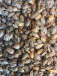 Karaczany Dubia 1–1,5 cm • Karmówka • Zdrowe i aktywne! 20szt