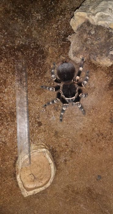 Acanthoscurria geniculata