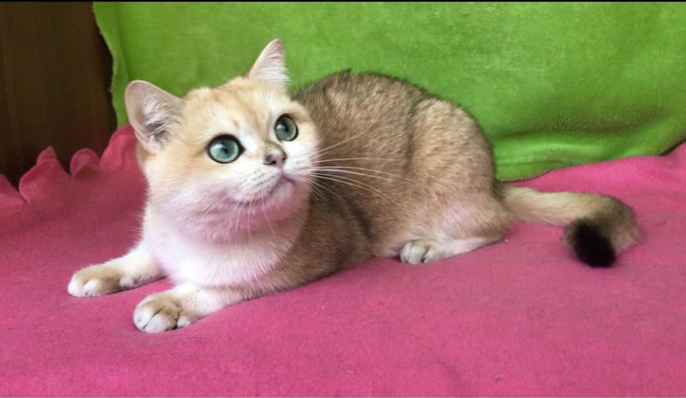Золотая шиншилла. Девочка.