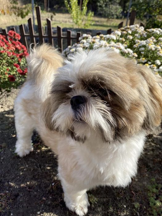 В'язка Ши-тцу хлопчик