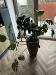 Monstera zestaw z donica duza piekna