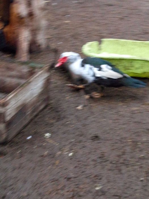 Kaczory szukają domu