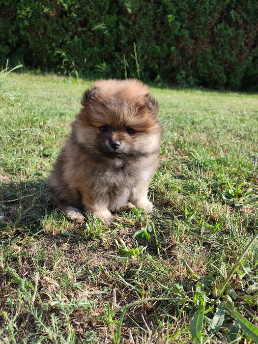 Szpic pomeranian miniatura suczka na kolanka