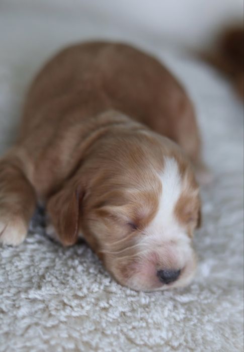 Cocker Spaniel Angielski suczki