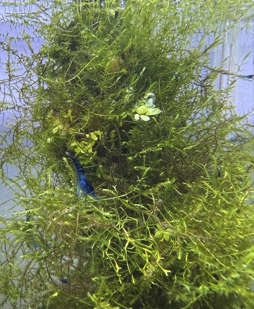 Krewetki Neocaridina Blue Velvet