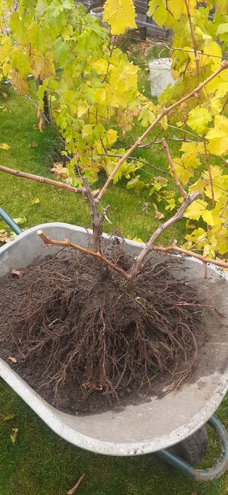 Продам 2хрічні саджанці винограду