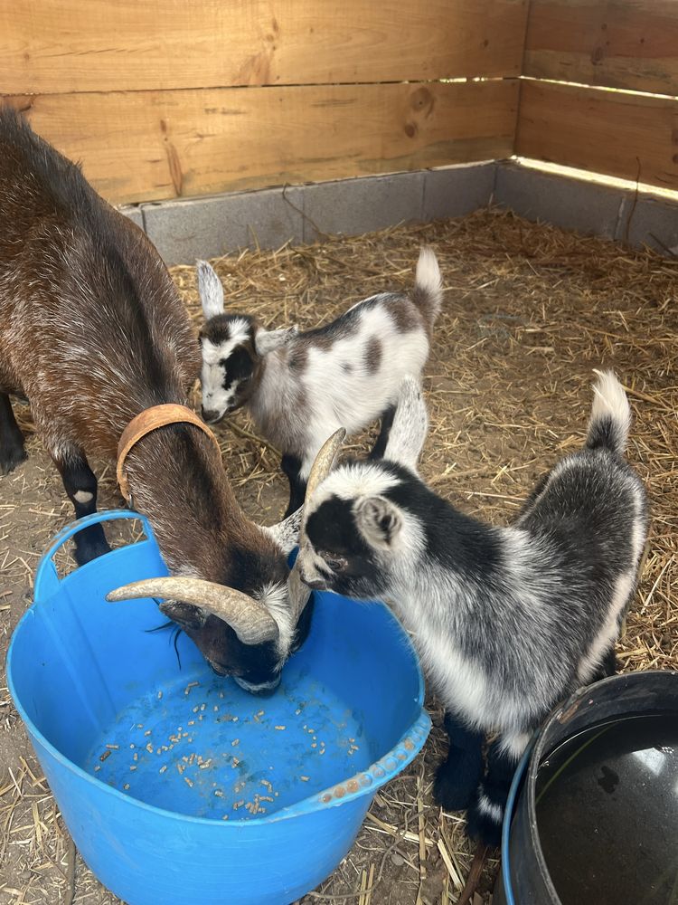 Casal cabras anãs