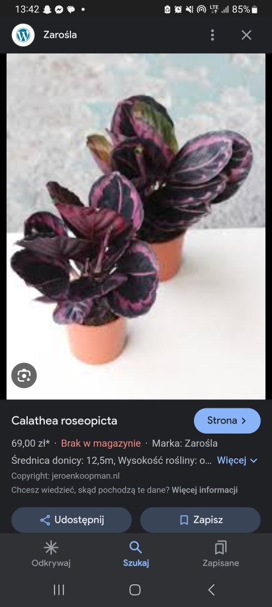 Calathea black kolekcjonerska dużo różu