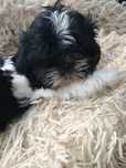 Shihtzu chłopiec