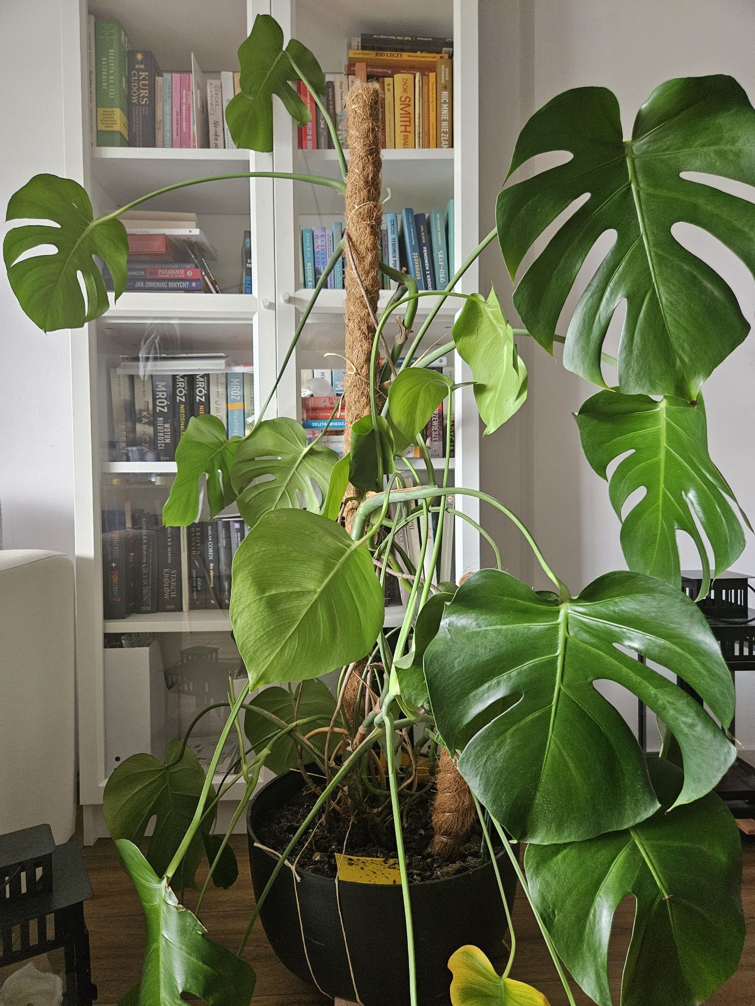 Kwiat Monstera około 147cm