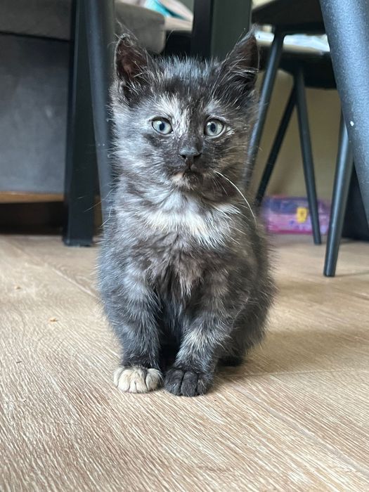 Котики, 2 місяці