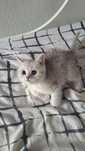 Scottish straight silver chinchilla