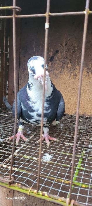 Gołębie staropolskie