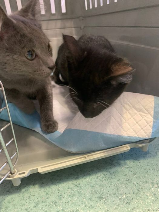 Врятовані кошенятка шукають домівки