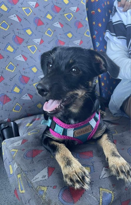 Oddam pieska tylko w dobre rece.