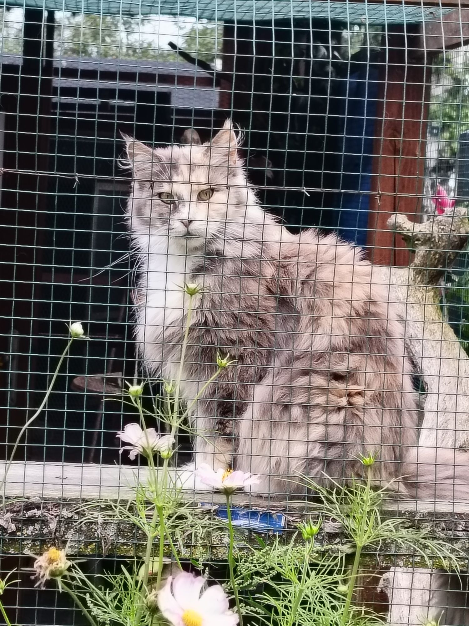 Kotka Maine Coon.