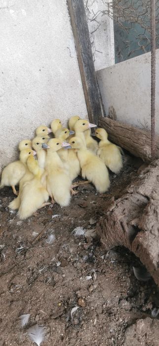 Patinhos mudos bebés