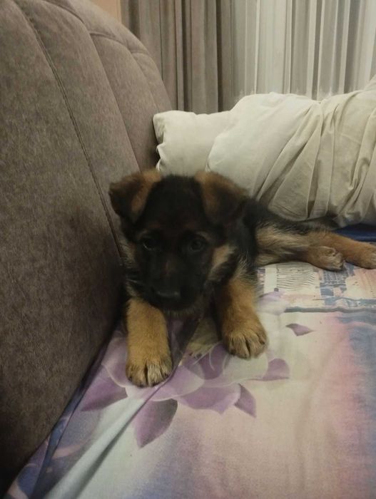 Цуценя німецької вівчарки