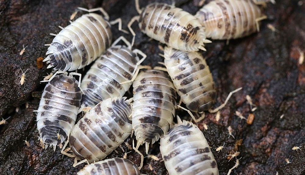 Mystery box z owadami