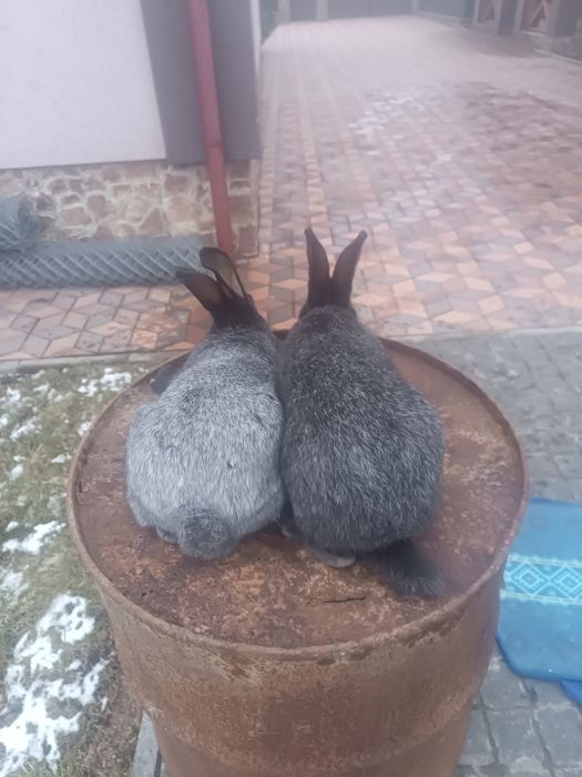 Продам кролі полтавське срібло