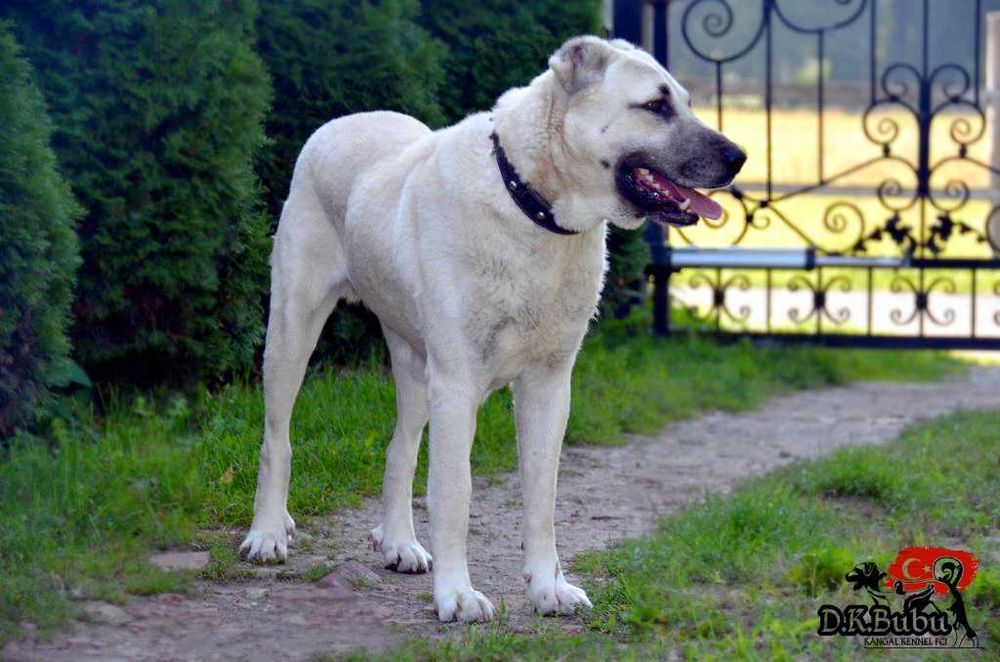 Champion Turcji BARUT kangal.D.K.BUBU FCI