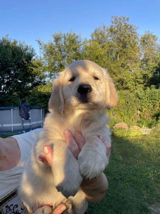 Золотистий ретривер дівчинка (діє скидка)