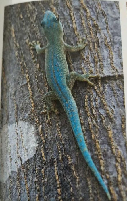 Gekon dzienny, jaszczurka , terrarystyka