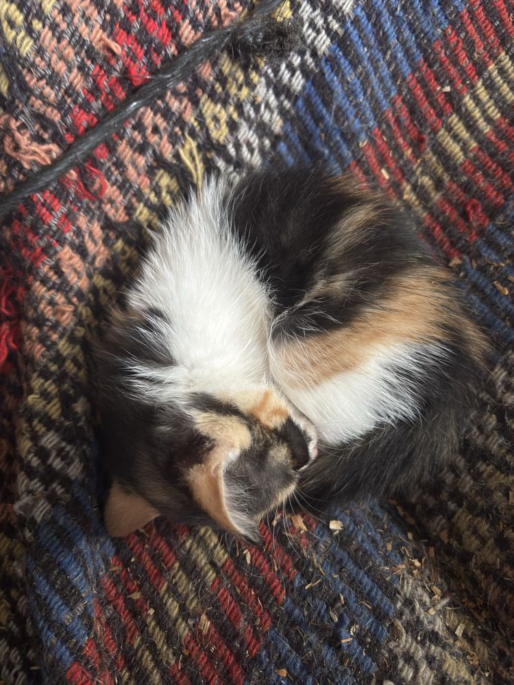 gatinha bebe adoçao