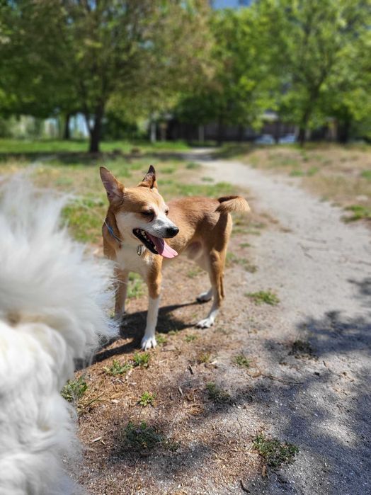 Маленький песик шукае добрі руки