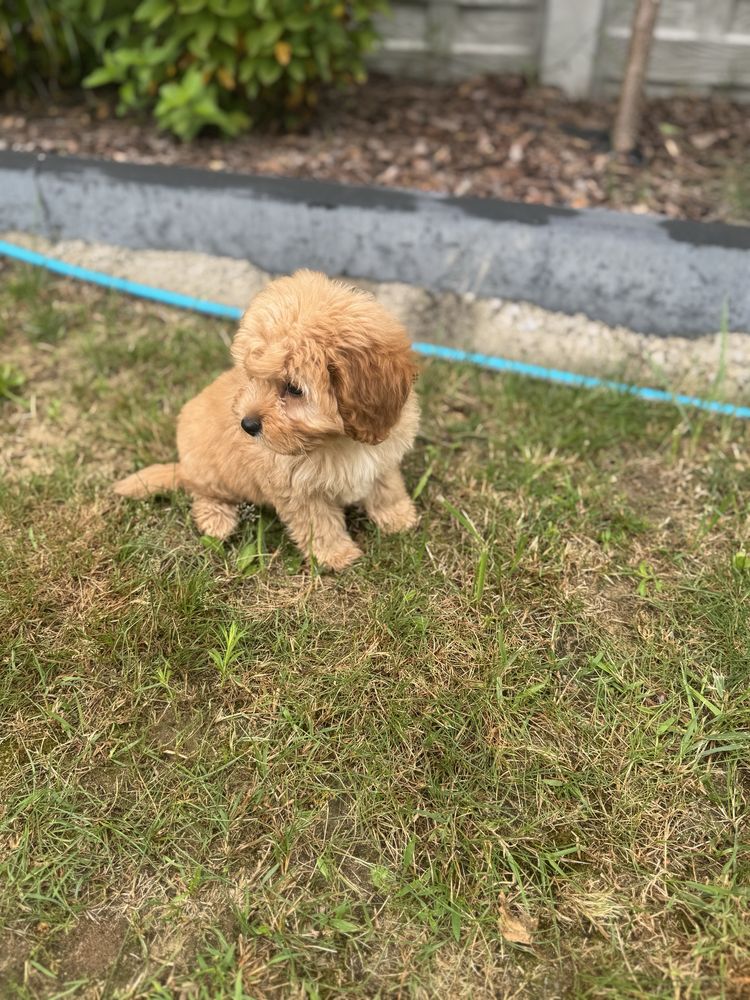 Cavapoo piekny piesek